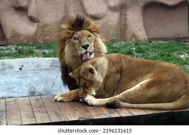 A Blind Lion Licking His Lioness Head!