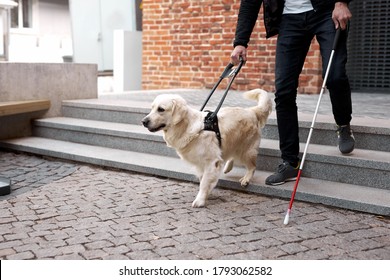 blind man with disability walking down the stairs with a guide dog in city streets, ygolden retriever leads the man, helps to navigate
