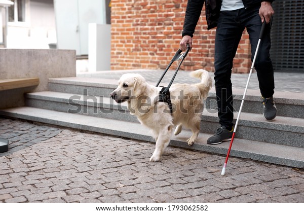 blind man with disability walking down the\
stairs with a guide dog in city streets, ygolden retriever leads\
the man, helps to\
navigate