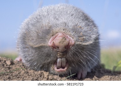 Blind Mole Rat (Nannospalax Leucodon)