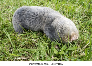 Blind Mole Rat (Nannospalax Leucodon)