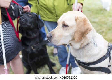 3,222 Guide dog puppy Images, Stock Photos & Vectors | Shutterstock