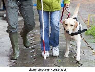 A blind person is led by her golden retriever guide dog during the last training for the dog. The dogs are undergoing various trainings before finally given to the physically disabled people. 