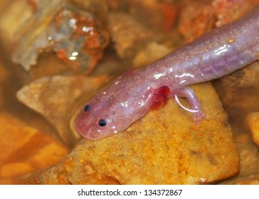 A Blind Salamander In A Cave