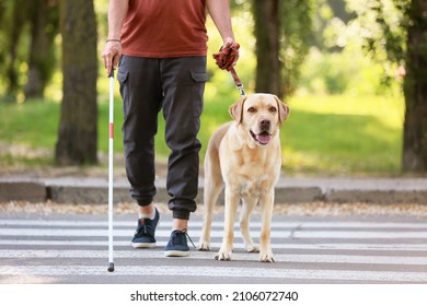 Blind senior man with guide dog crossing road in city - Shutterstock ID 2106072740