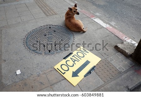 Similar – Image, Stock Photo go for a walk Dog 1 Animal