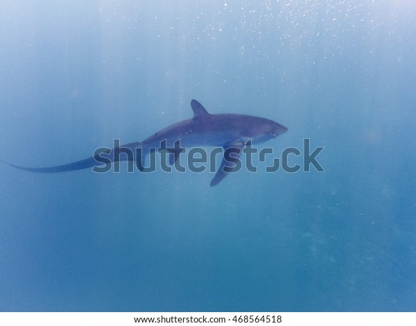 Blind Thresher Shark Seen Swimming Surface Stock Photo Edit