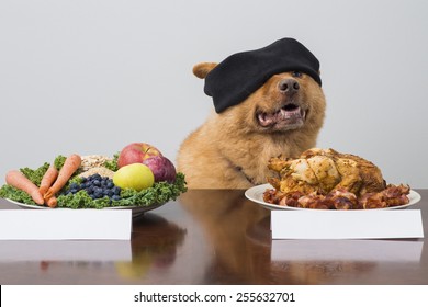 Blindfold Challenge Game With Dog. Dog Choosing Between Two Kind Of Food.