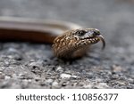blindworm