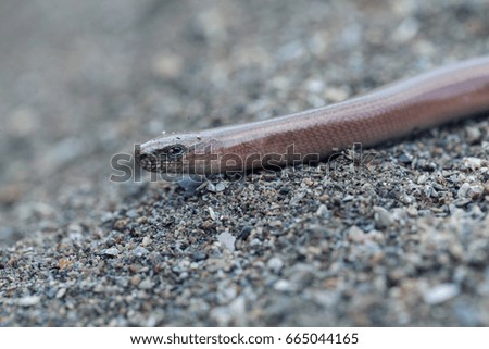 Similar – Close-up of a millipede