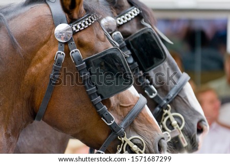 Blinkered horses, Ravensburg, Baden-Wurttemberg, Germany
