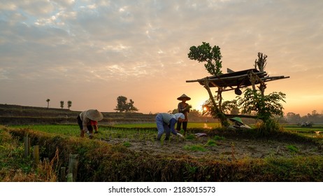 Blitar, East Java - Indoensia - July, 27 2022 : The Indonesian Farmers Work Together In The Fields To Plant Rice In The Morning