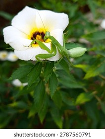 Blitar, East Java, Indonesia - May 27th 2026 - Close-up of a green praying mantis perched on a white flower with yellow and purple center in a lush garden. The insect is in natural habitat with soft green foliage background. Macro wildlife photography of mantis, ideal for nature, gardening, and educational content.