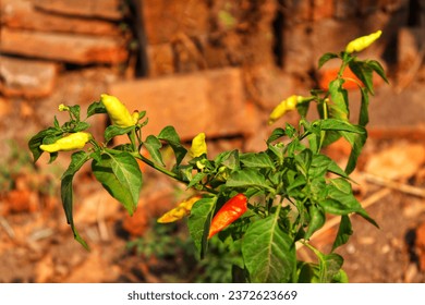 Blitar, East Java, Indonesia - October 9,2023 : Chili (Capsicum annum L) has several health benefits, one of which is the substance capsaicin which functions in controlling cancer. High in vitamin C