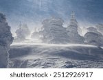 Blizzard-like gusts of strong winds howl in the forest of giant Juhyo (ice trees, snow monsters) and the icy snowflakes fly in the air, in Zao Onsen (hot spring) and ski resort, in Yamagata, Japan