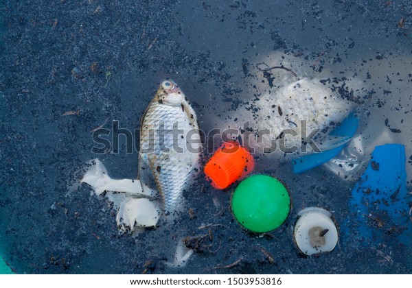 Bloated Dead Poisoned Fish Garbage Lies Stock Photo Edit Now 1503953816