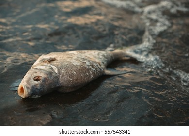 dead fish in water