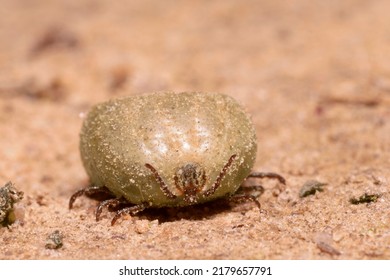 Bloated, Full Of Blood Hard-bodied Tick Lying On The Ground.