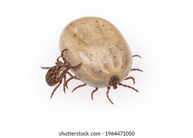 668 Tick fat Stock Photos, Images & Photography | Shutterstock