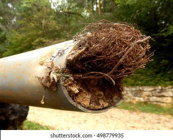 Blocked drainage pipe caused by ingress of tree roots 
