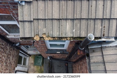 Blocked Guttering On A House. The Drainage System Is Filled With Moss And Debris. Requires Gutters To Be Cleaned