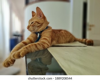 A Blond Cat Resting On A Glass Table