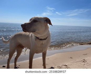 Blond Dog On The Sea Shore Looking To The Side With Wet Fur Western Lake Michigan Lakeshore Town Oceana County In The Summertime - Powered by Shutterstock