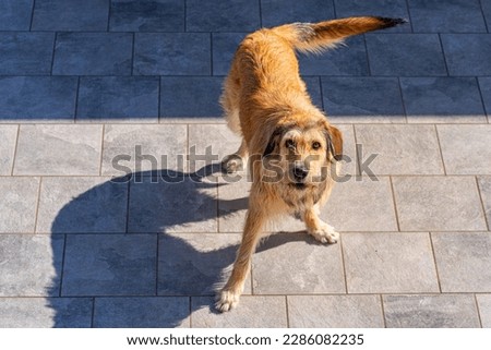 Blond dog of the "Styrian Wirehaired Pointer" breed. Austrian dog breed.