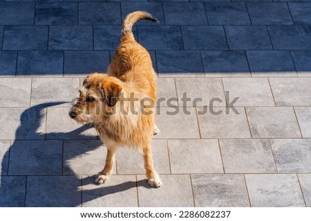 Blond dog of the "Styrian Wirehaired Pointer" breed. Austrian dog breed.