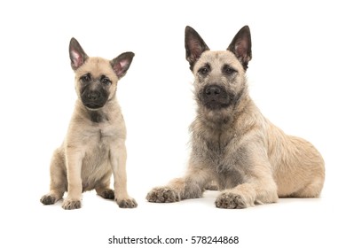 45 Dutch wire haired shepherd Images, Stock Photos & Vectors | Shutterstock