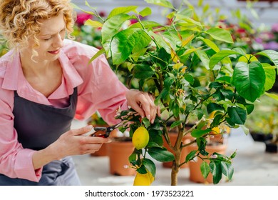 Blond female gardener cultivates lemon tree plant. Take care of greenhouse plant in pots. Scissors and pruning shears for flowers, cut off excess stems or harvesting. - Powered by Shutterstock