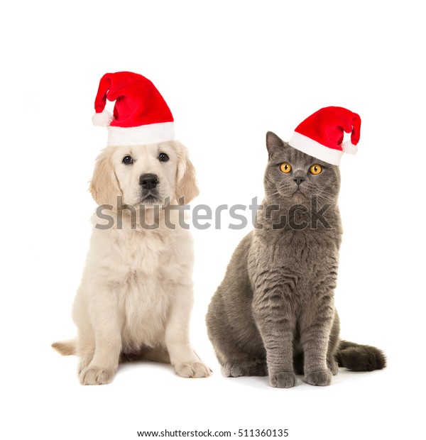 Blond Golden Retriever Puppy Dog Grey Stock Photo Edit Now 511360135