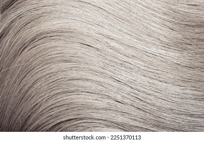 Blond hair close-up as a background. Women's long blonde hair. Beautifully styled wavy shiny curls. Hair coloring. Hairdressing procedures, extension. White hair - Shutterstock ID 2251370113