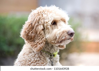 Blond Labradoodle Dog