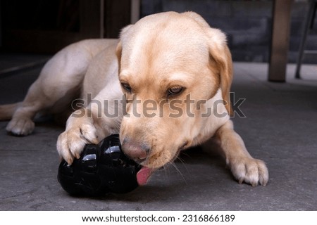 A blond labrador licks treats from a kong
