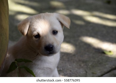 Blond Labrador puppy dog  - Shutterstock ID 558776395