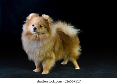 Blond Pomeranian Dog Standing