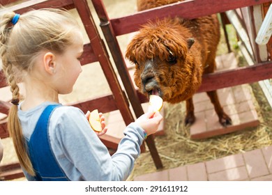 Blond toddler european girl feeding fluffy furry alpacas lama camels with apple