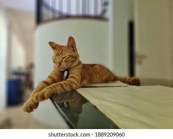 Blond Young Cat Resting On A Glass Table