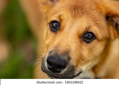 Blonde Australian Cattle Dog Chinook