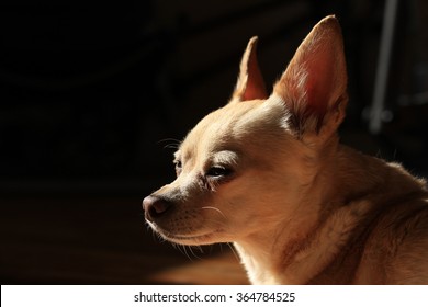 Blonde Chihuahua Profile