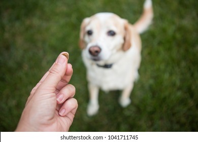 Blonde dog sits and waits for treat from owner or dog trainer - Shutterstock ID 1041711745