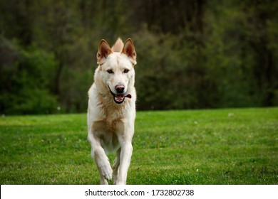 Blonde German Shepard Dog Running