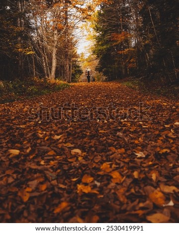 Similar – Image, Stock Photo Hiking path and epic landscape of Seceda peak in Dolomites Alps, Odle mountain range, South Tyrol, Italy, Europe