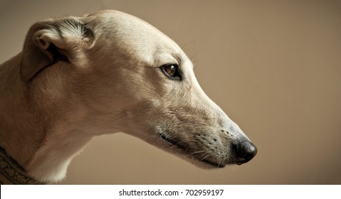 Greyhound Nose Images, Stock Photos 