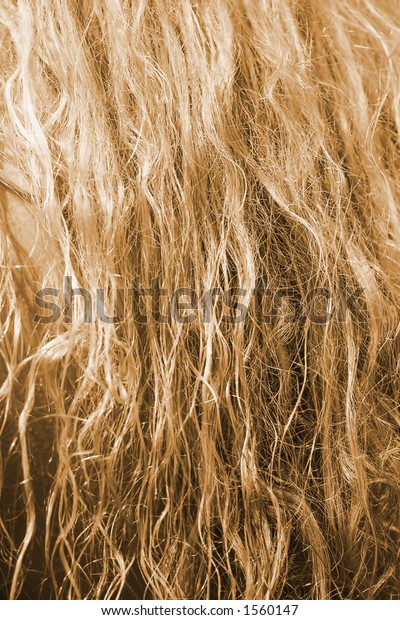 Blonde Hair Curly Blonde Hair Blondie Stock Photo Edit Now 1560147