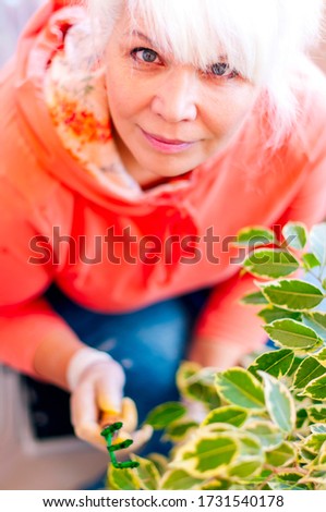 Blonde hair woman handing the rake during working with the ficus benjamin plant in her home garden. View from above.