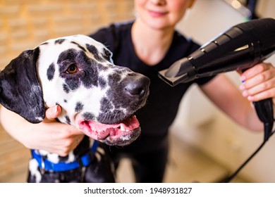 Blonde Happy Woman Blowing Dry The Dalmatian Dog Hair Wiping With A Bath Towel In The Grooming Salon