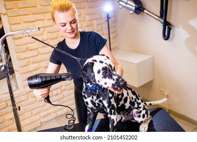 Blonde Happy Woman Blowing Dry The Dalmatian Dog Hair Wiping With A Bath Towel In The Grooming Salon