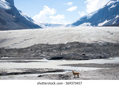 A Blonde Lab Cross Dog Is Staring At A Glacier Lake And People Hiking At Athabasca Glacier In Icefield Parkway, Jasper National Park, Alberta, Canada, Taken In July 2014